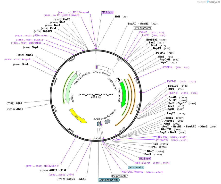 100330-plasmid-map-sequence-id-209489