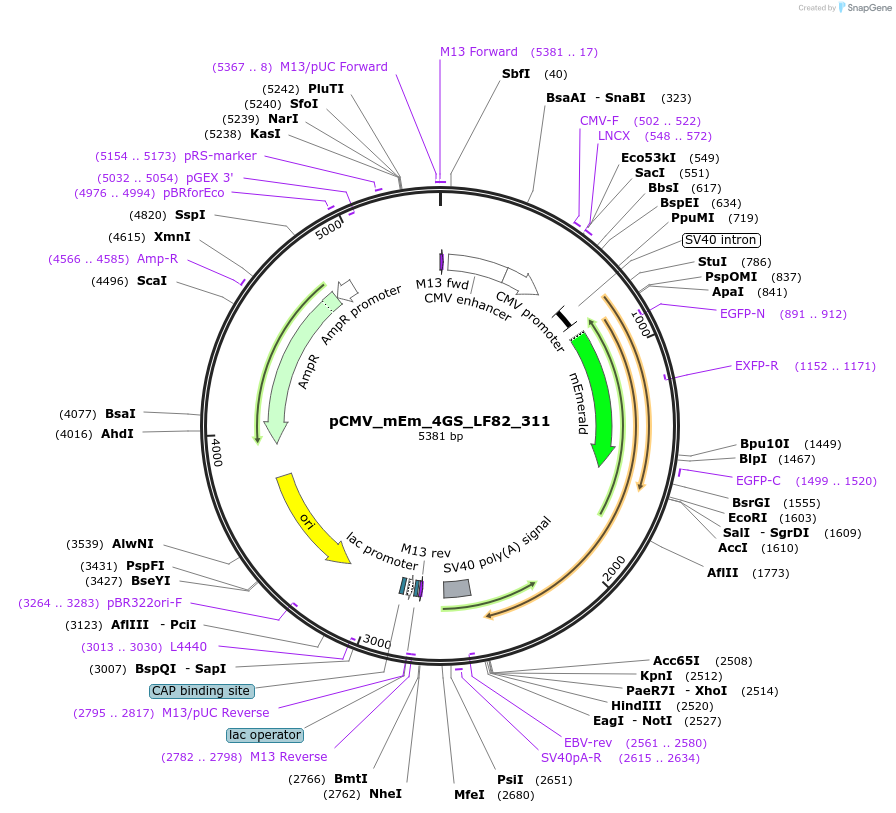 100331-plasmid-map-sequence-id-209491