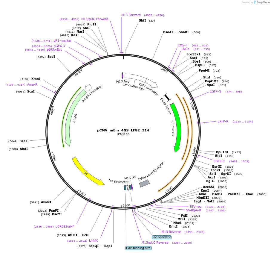 100332-plasmid-map-sequence-id-209492
