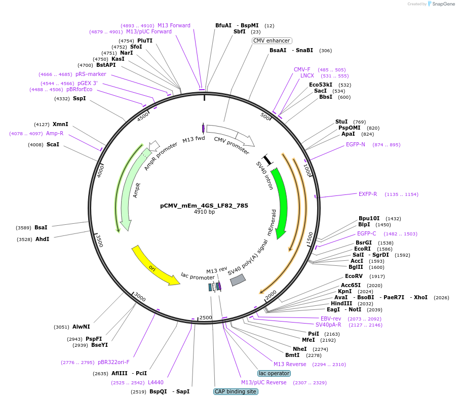 100362-plasmid-map-sequence-id-209494
