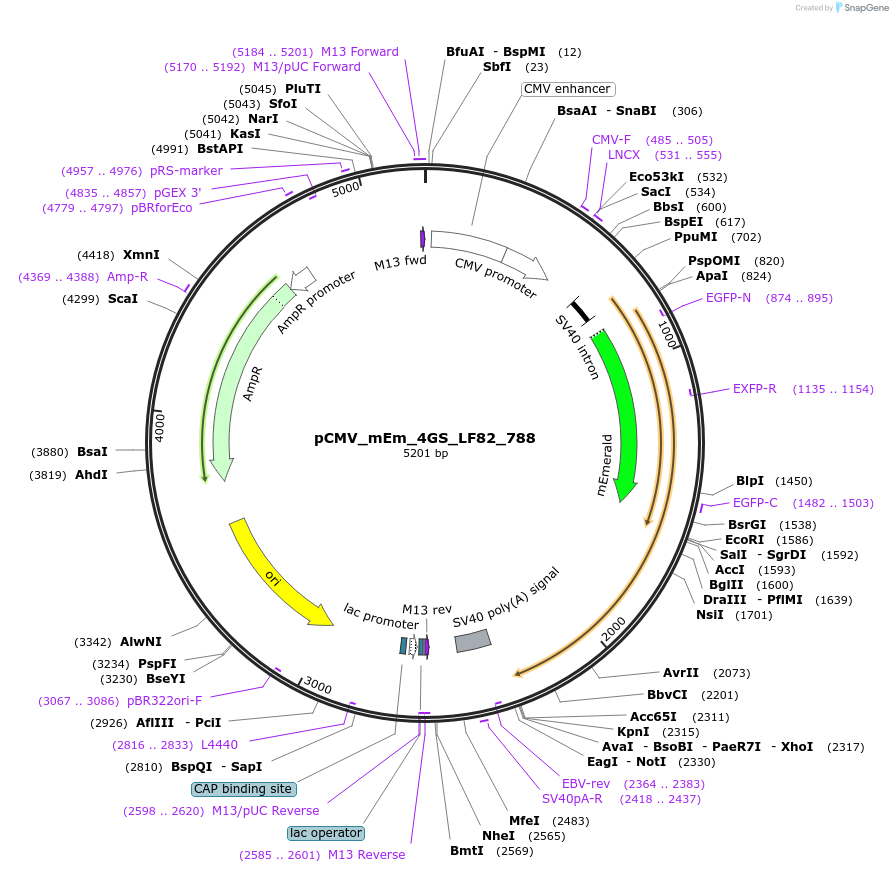 100351-plasmid-map-sequence-id-209496