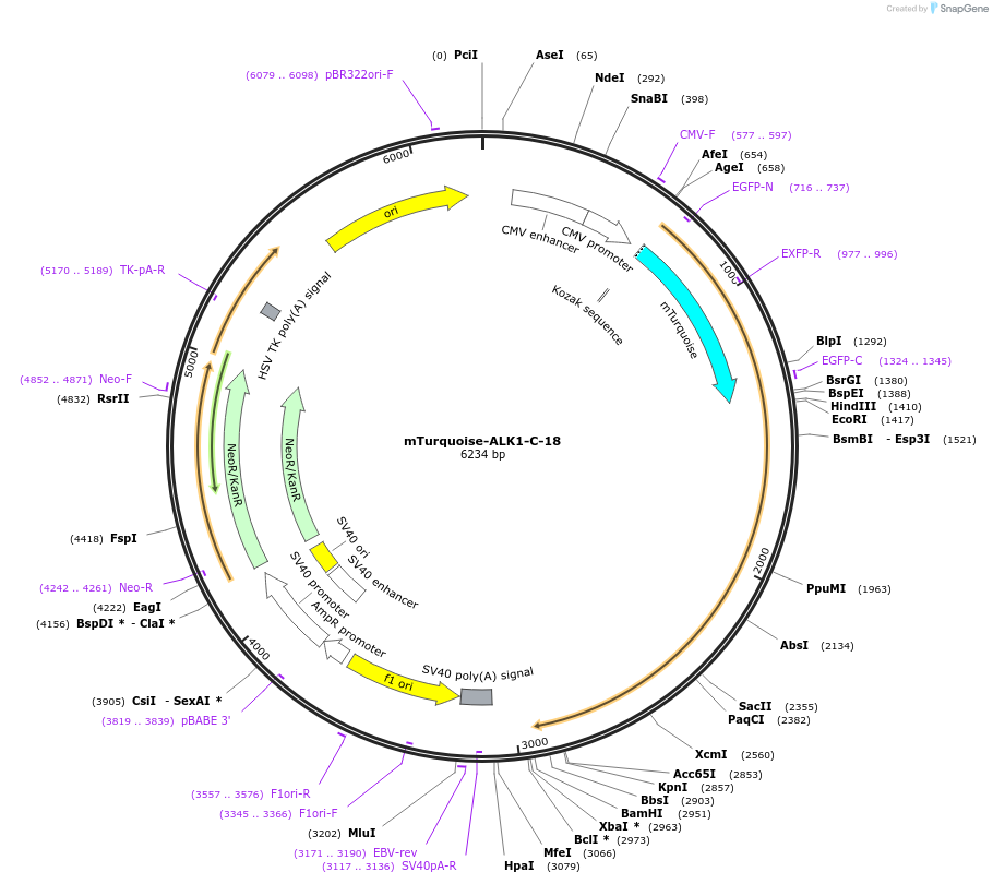 55521-plasmid-map-sequence-id-209501