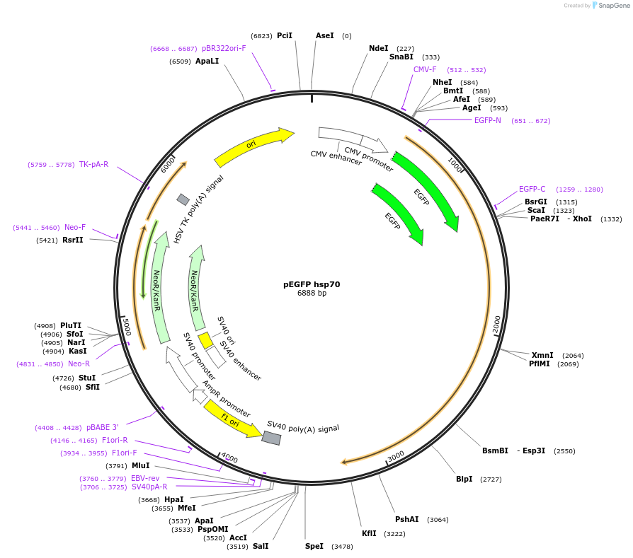 15215-plasmid-map-sequence-id-209518