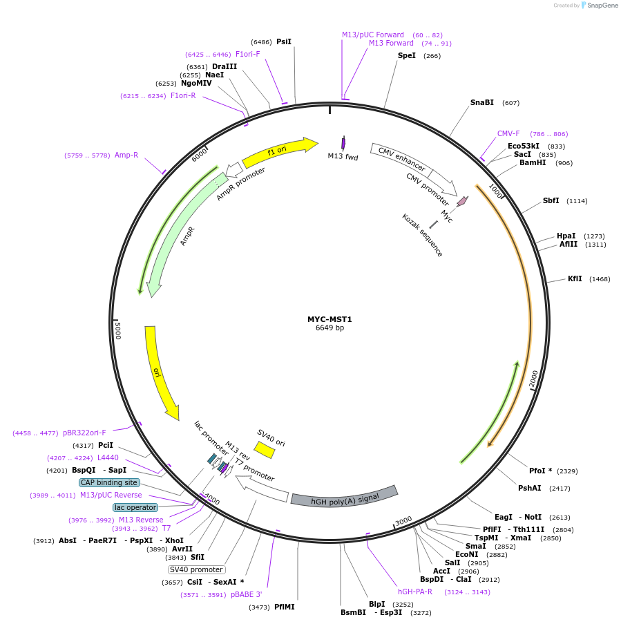 8847-plasmid-map-sequence-id-209520