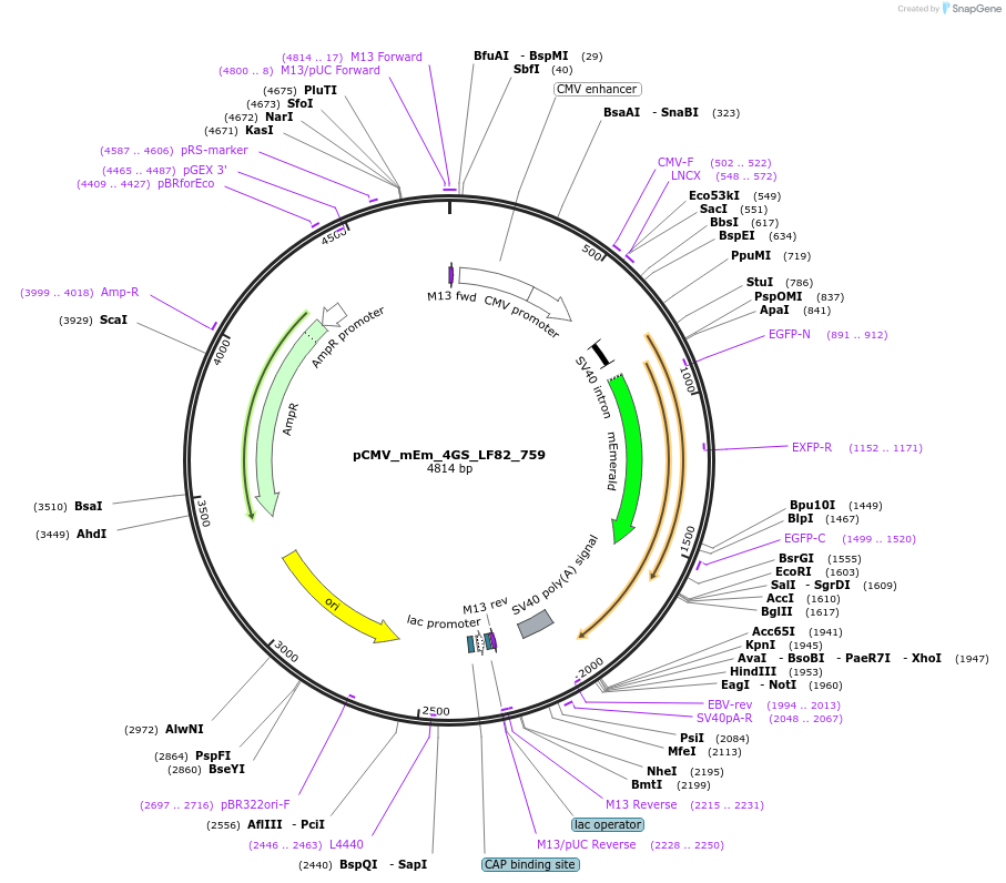 100336-plasmid-map-sequence-id-209521