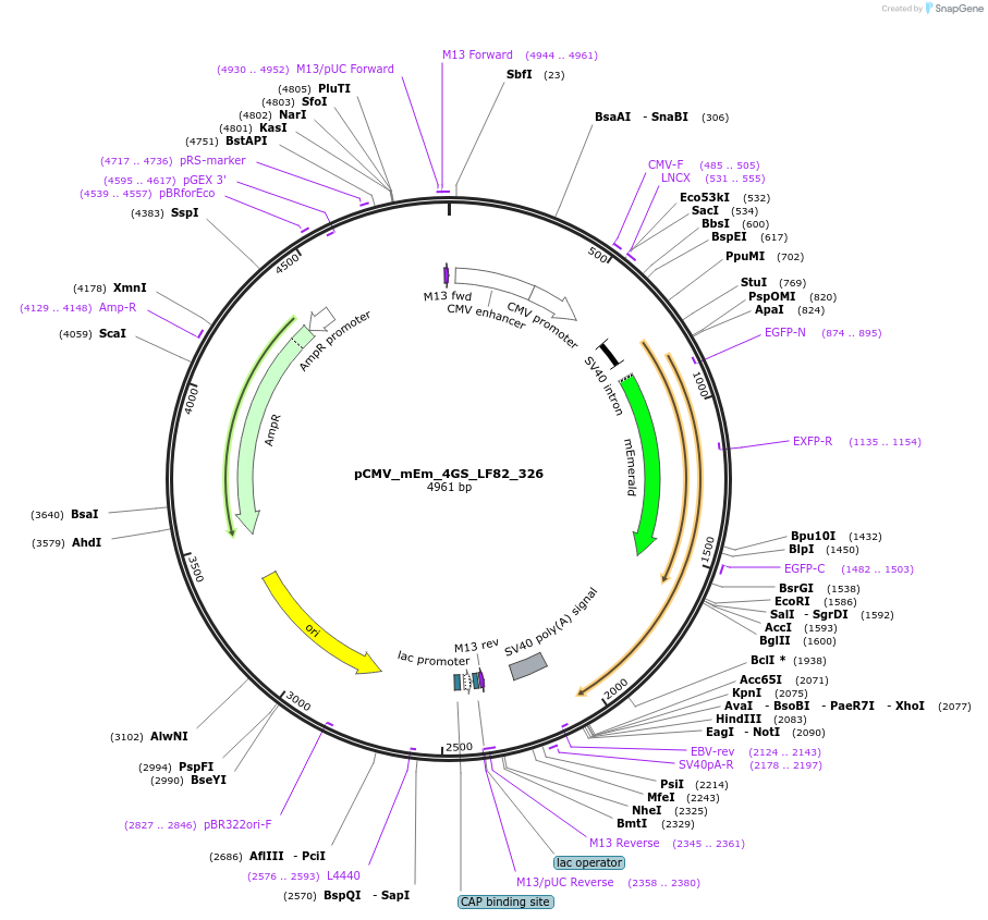 100337-plasmid-map-sequence-id-209523
