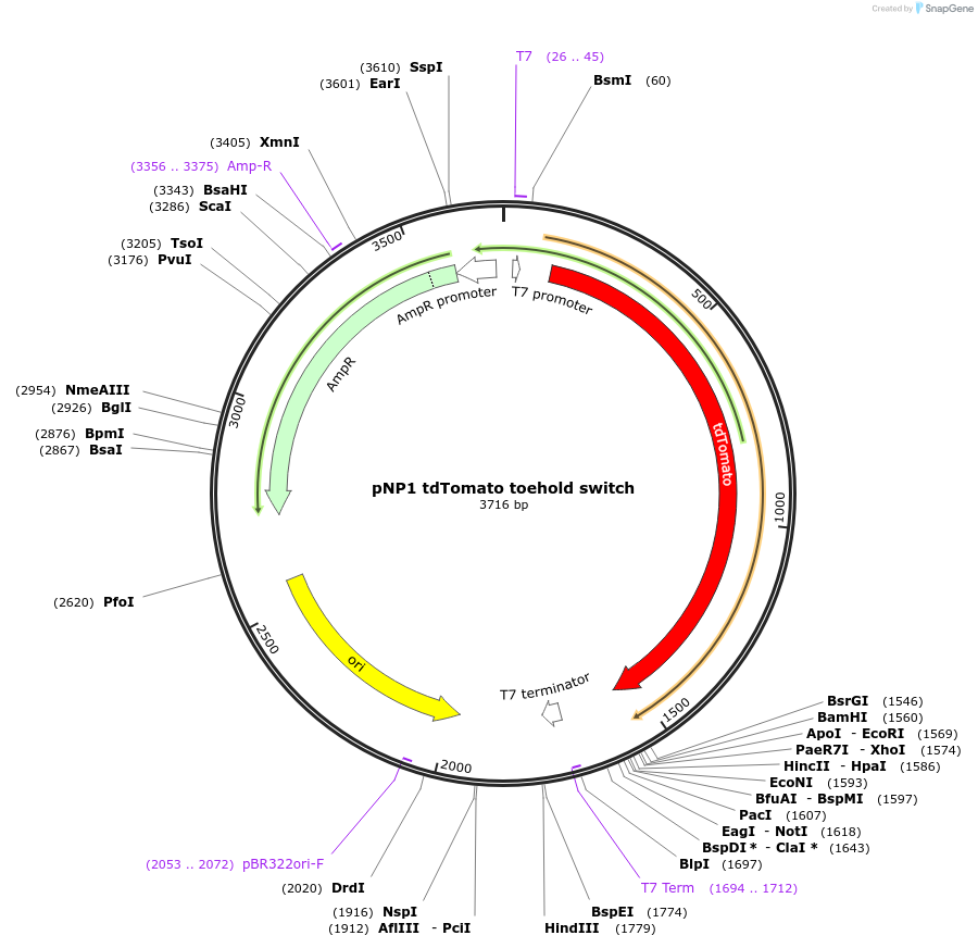 107354-plasmid-map-sequence-id-209525