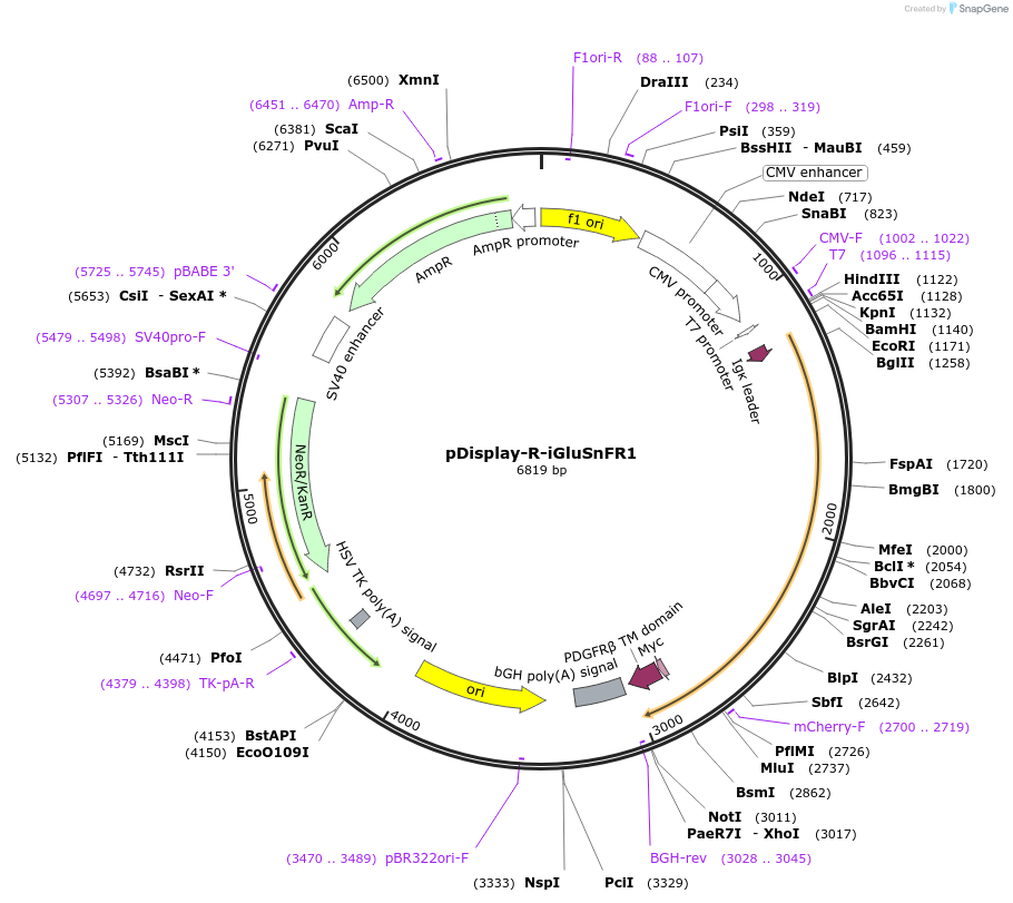 107335-plasmid-map-sequence-id-209532