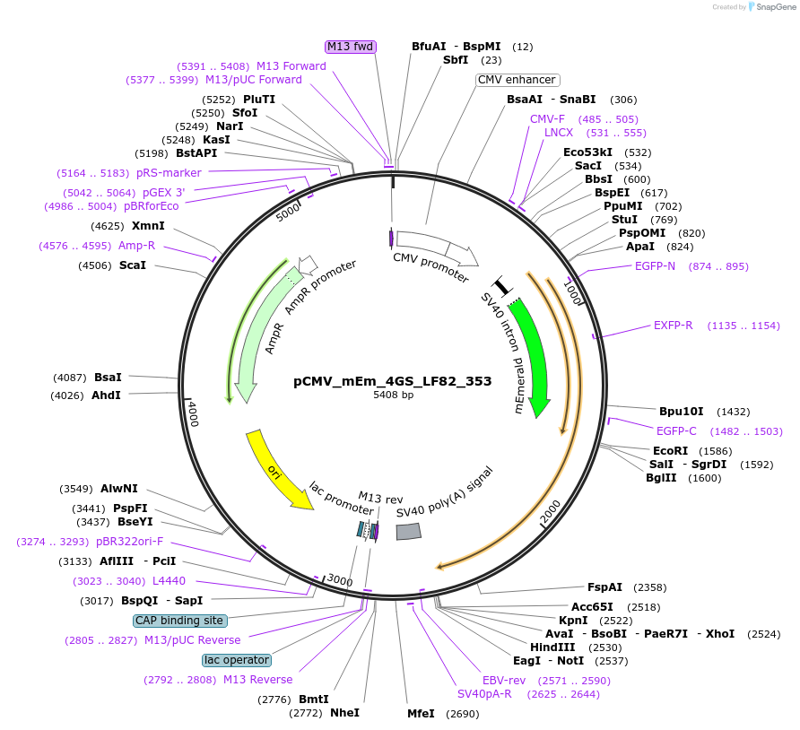 100340-plasmid-map-sequence-id-209535