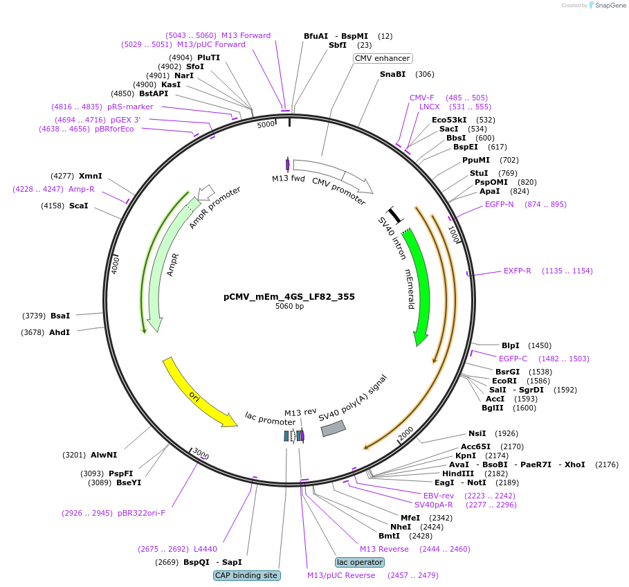 100341-plasmid-map-sequence-id-209536