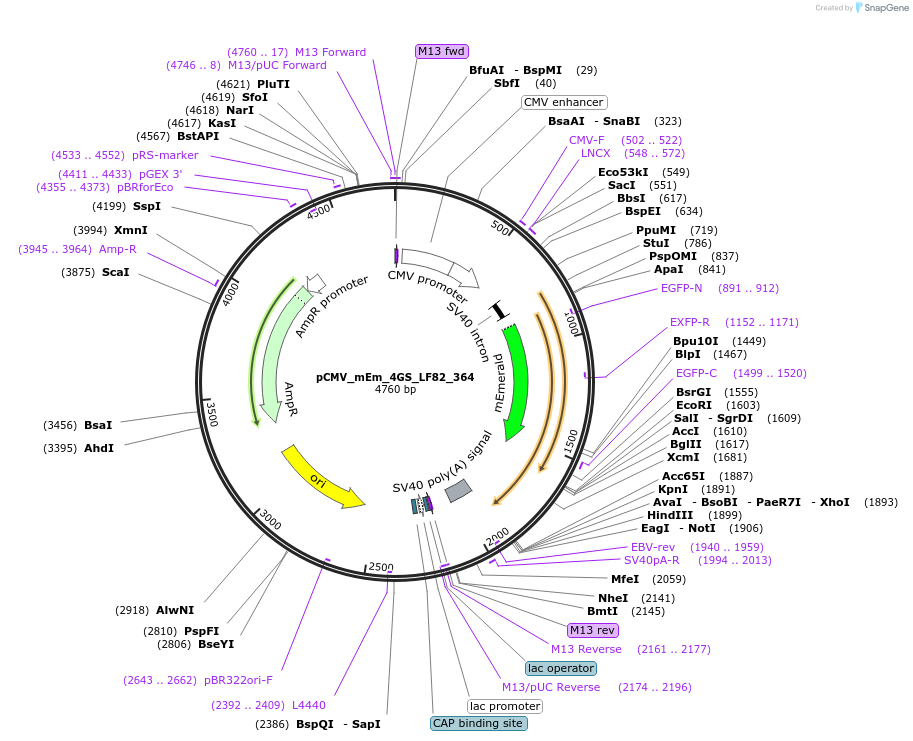 100344-plasmid-map-sequence-id-209543
