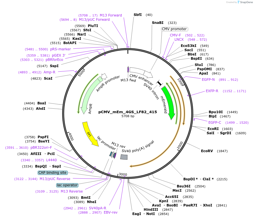 100345-plasmid-map-sequence-id-209545