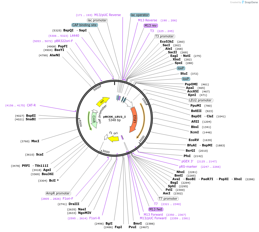 109060-plasmid-map-sequence-id-209546