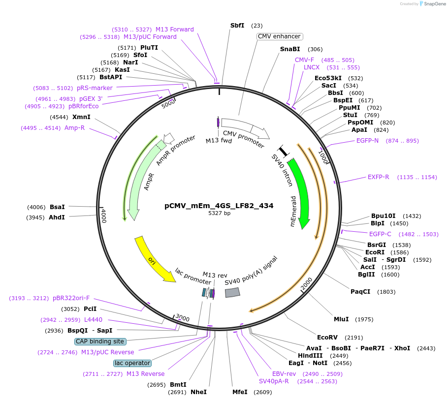 100346-plasmid-map-sequence-id-209550