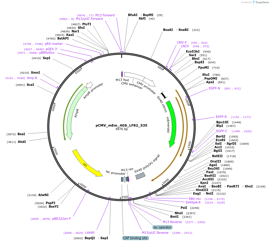 100349-plasmid-map-sequence-id-209553
