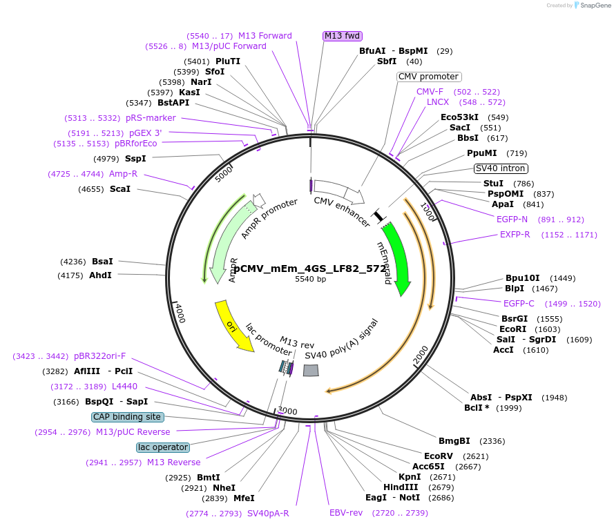 100352-plasmid-map-sequence-id-209554