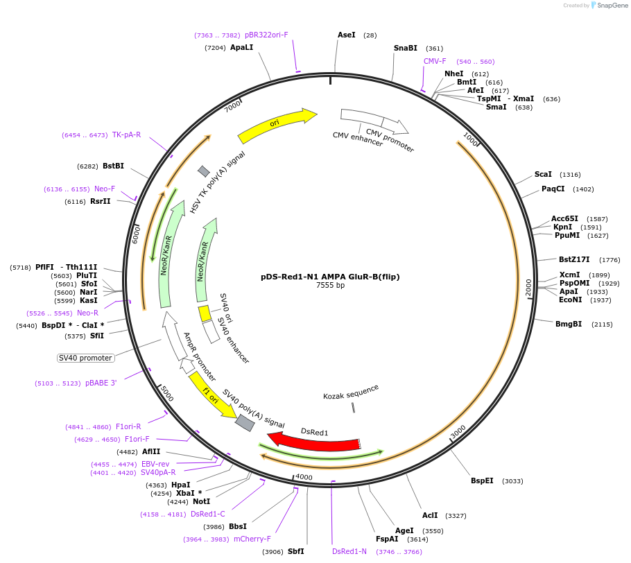 109142-plasmid-map-sequence-id-209556