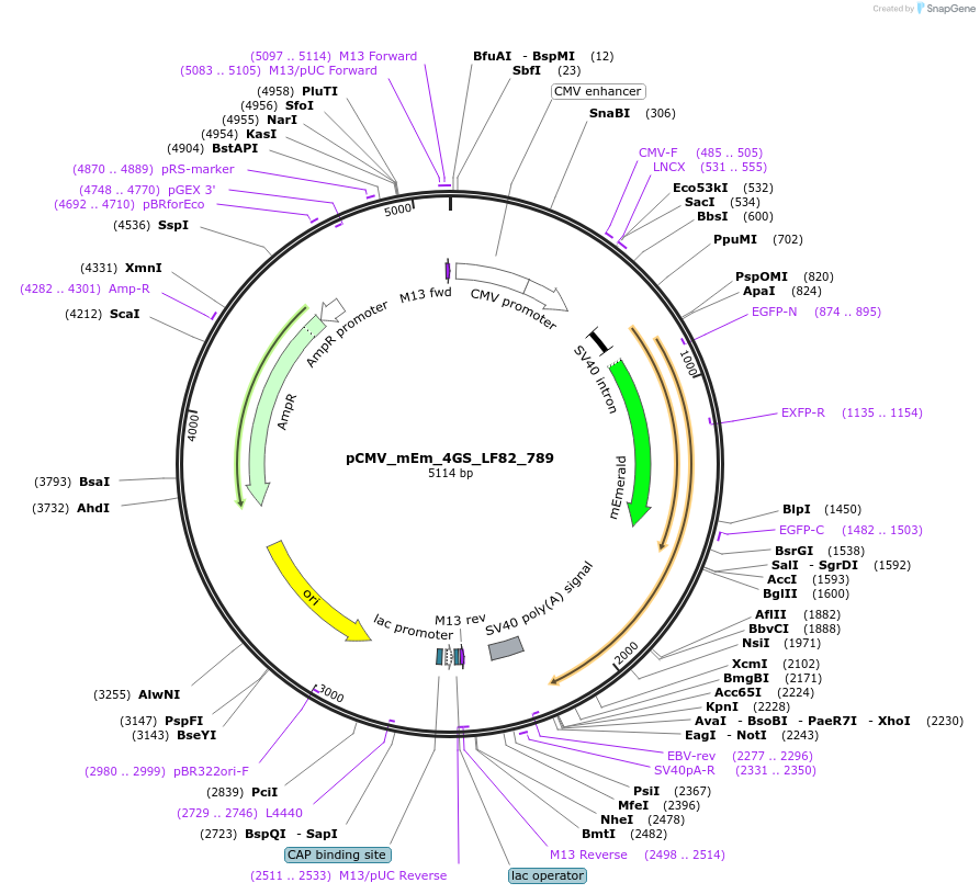 100353-plasmid-map-sequence-id-209557