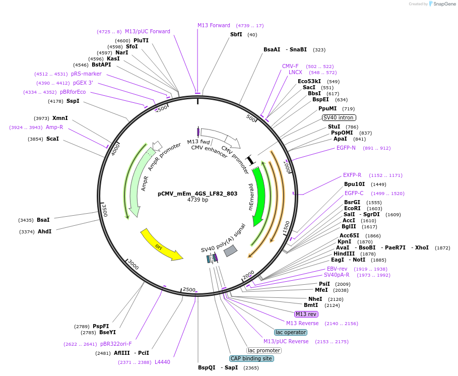 100355-plasmid-map-sequence-id-209588