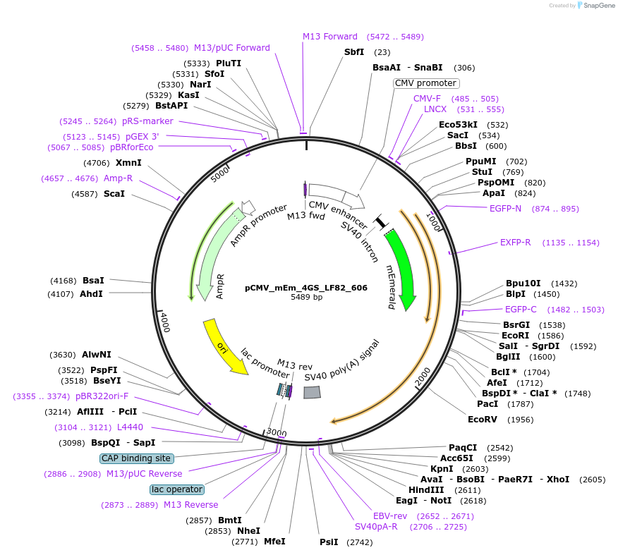 100356-plasmid-map-sequence-id-209591