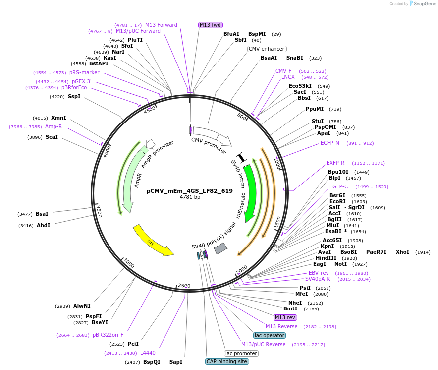 100357-plasmid-map-sequence-id-209592