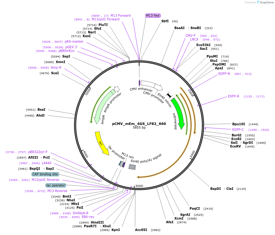 100358-plasmid-map-sequence-id-209593