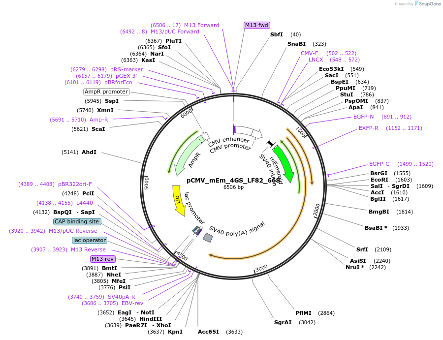 100360-plasmid-map-sequence-id-209596