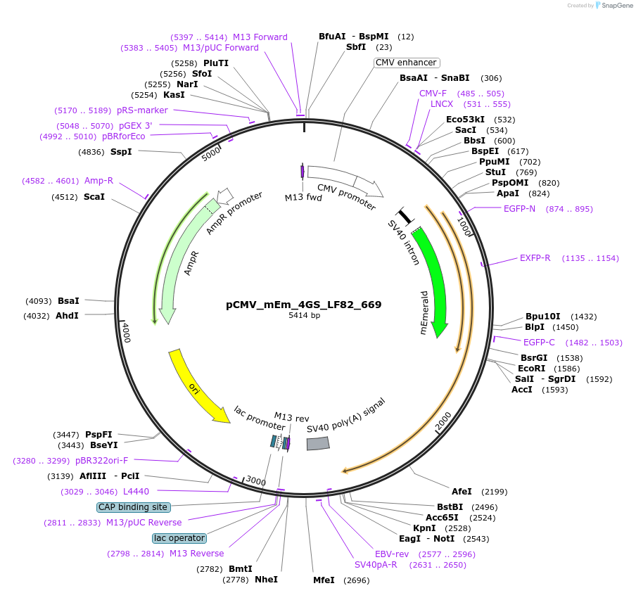 100361-plasmid-map-sequence-id-209597
