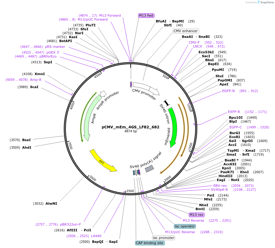 100363-plasmid-map-sequence-id-209598