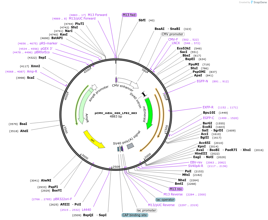 100364-plasmid-map-sequence-id-209601