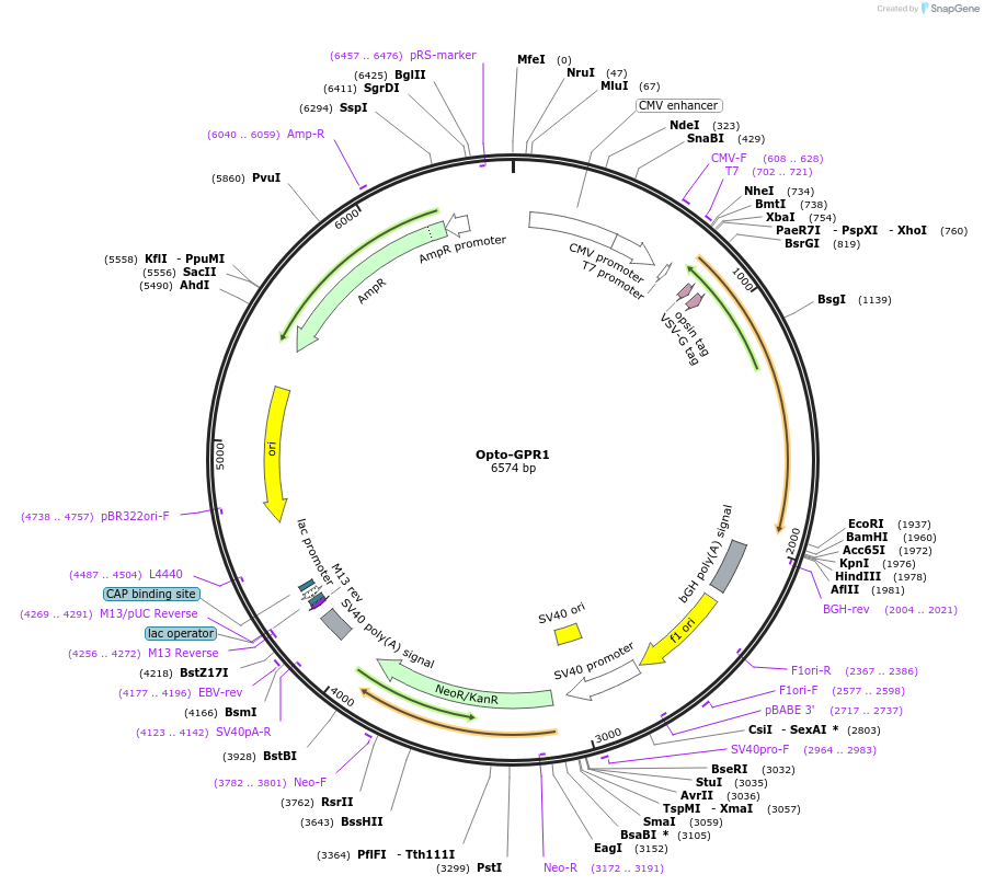 105999-plasmid-map-sequence-id-209606