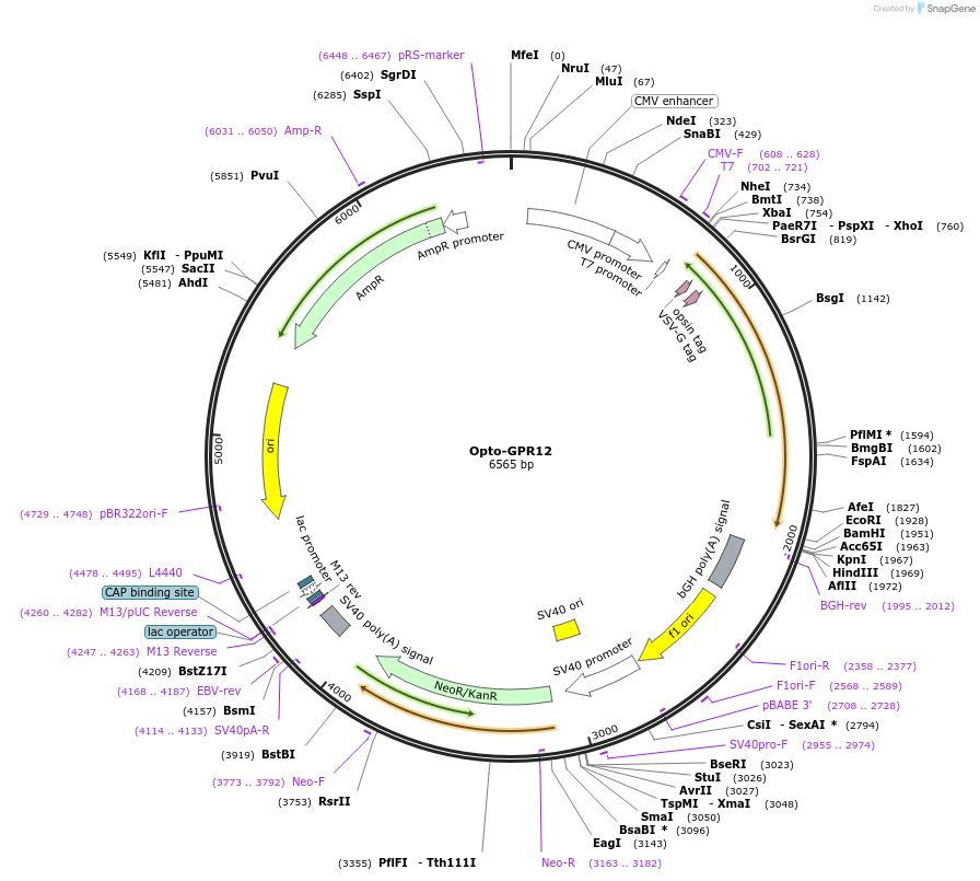 106003-plasmid-map-sequence-id-209611