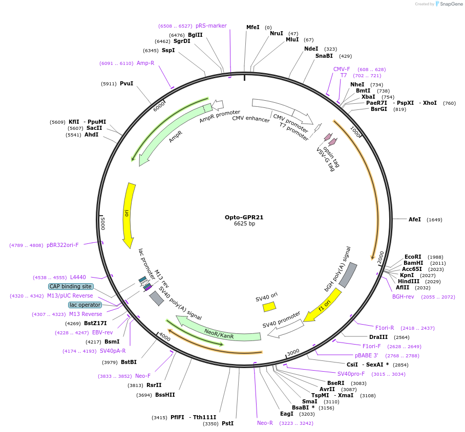 106009-plasmid-map-sequence-id-209616