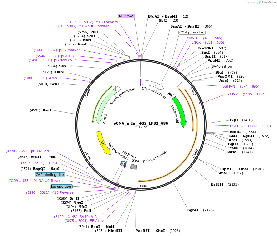 100366-plasmid-map-sequence-id-209617