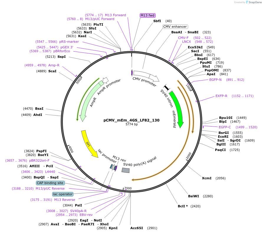 100367-plasmid-map-sequence-id-209620