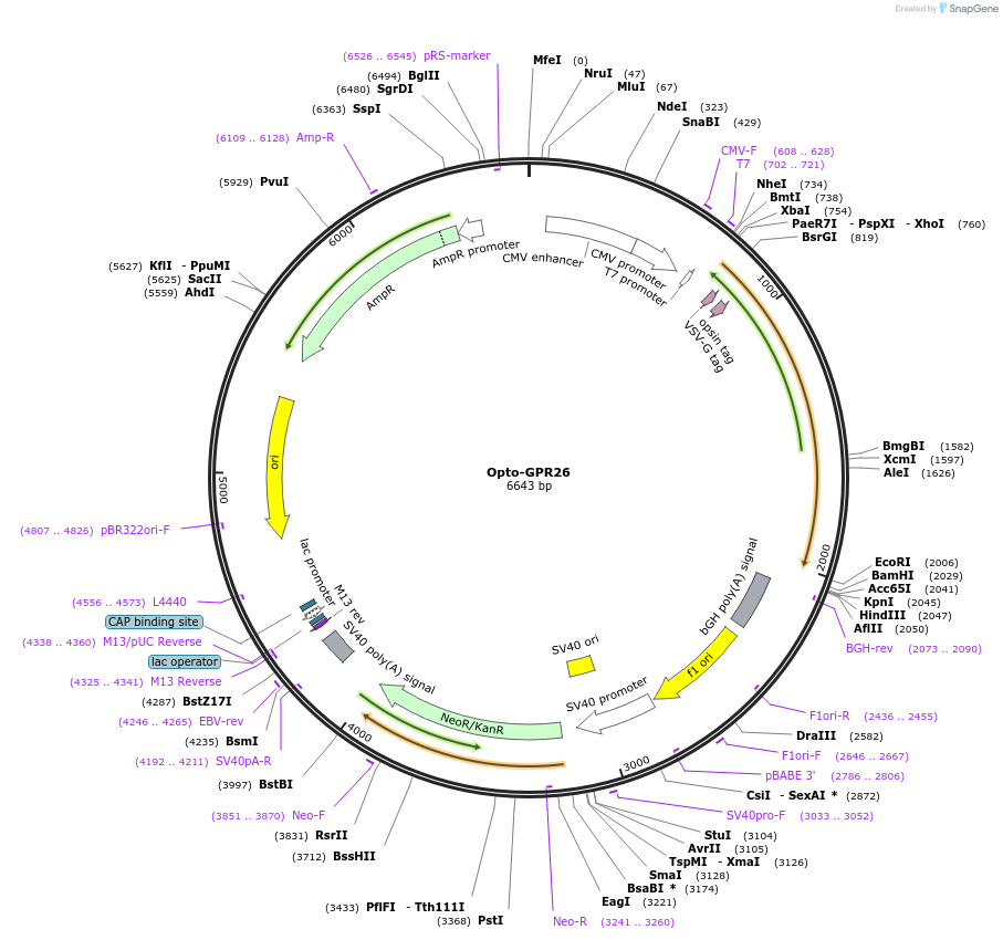 106012-plasmid-map-sequence-id-209621