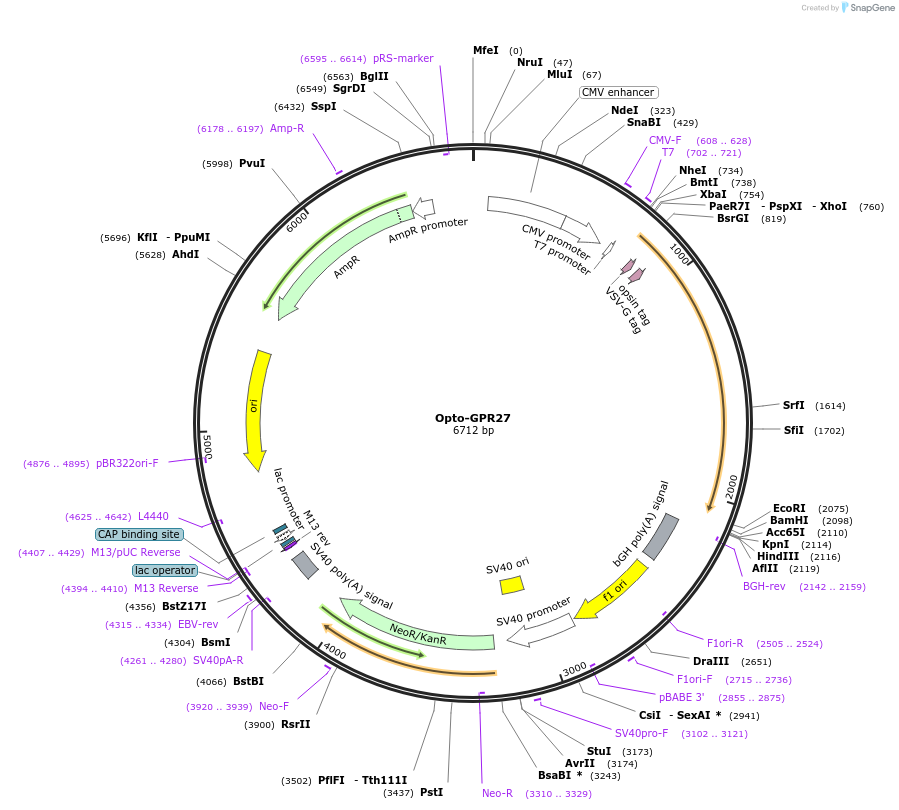 106013-plasmid-map-sequence-id-209622