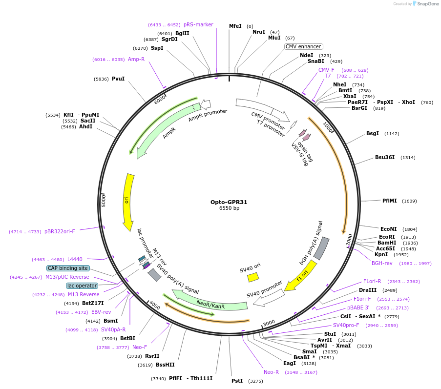 106014-plasmid-map-sequence-id-209623