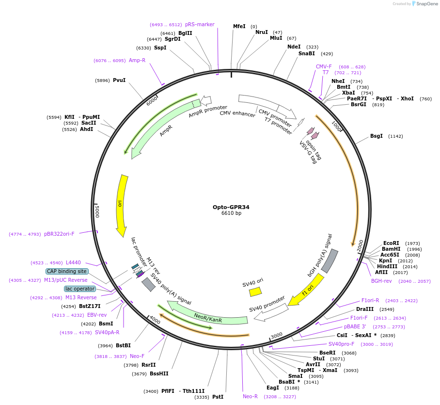 106017-plasmid-map-sequence-id-209627