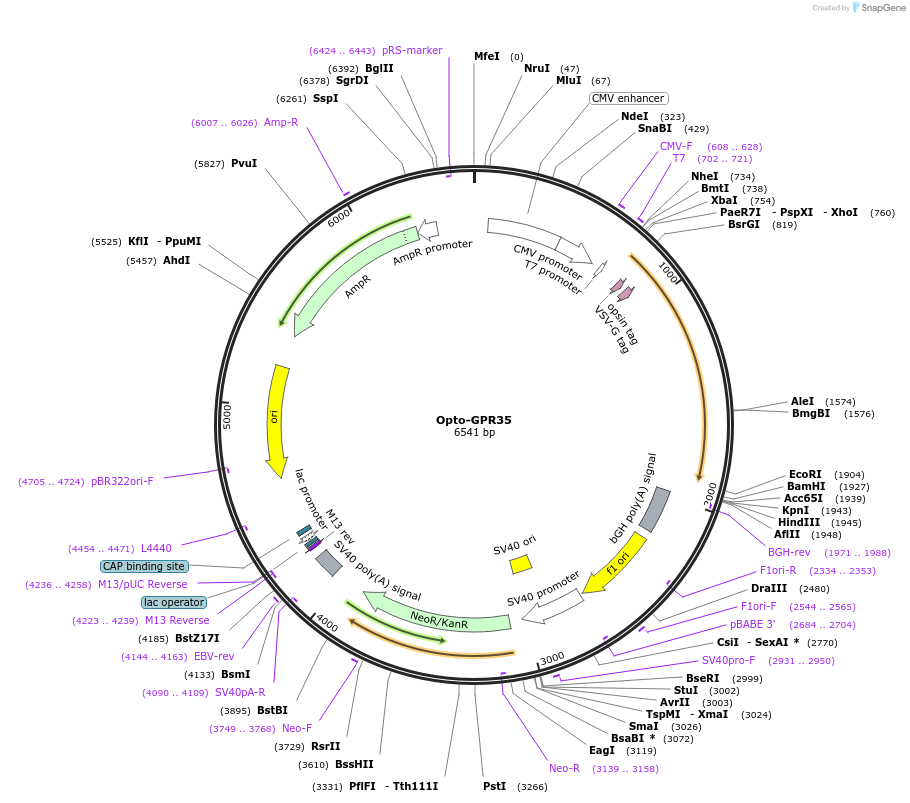 106018-plasmid-map-sequence-id-209628