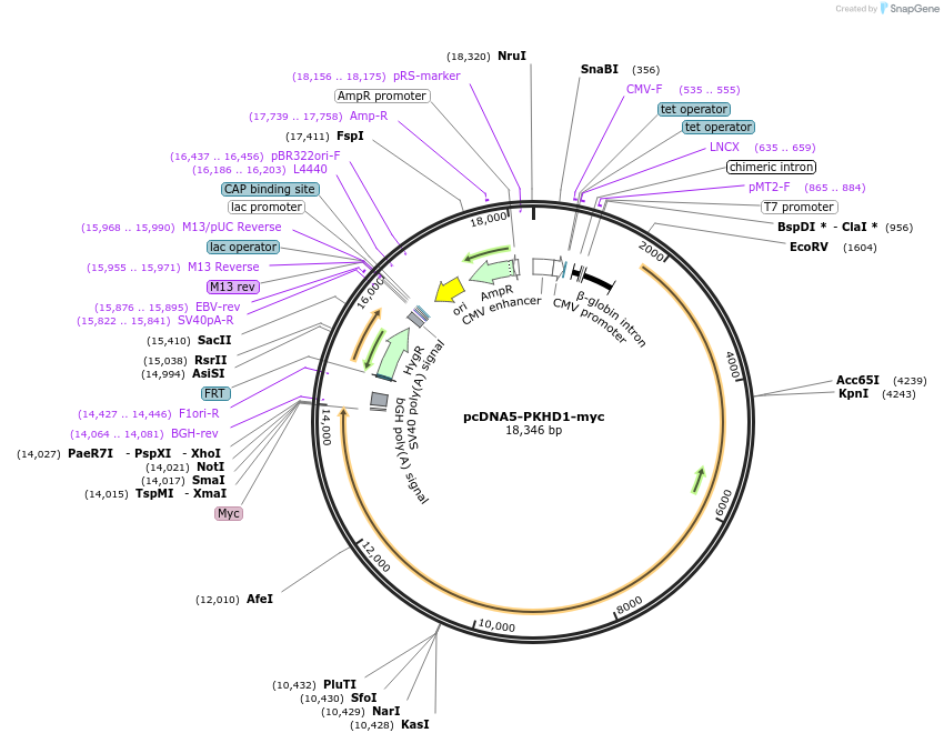 108407-plasmid-map-sequence-id-209630