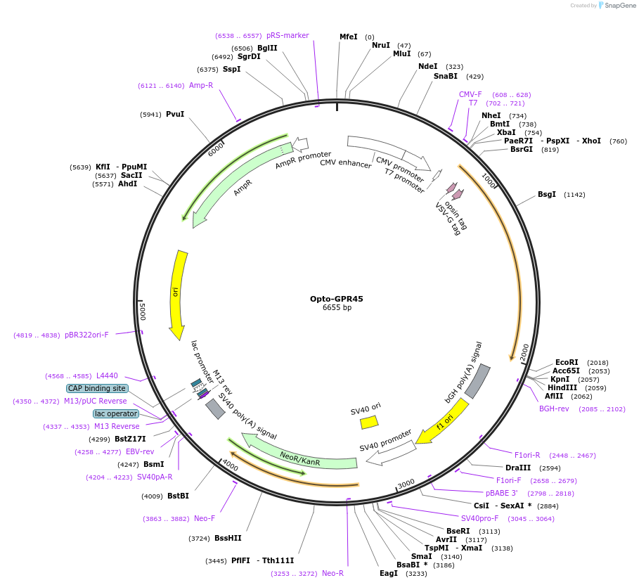 106023-plasmid-map-sequence-id-209636