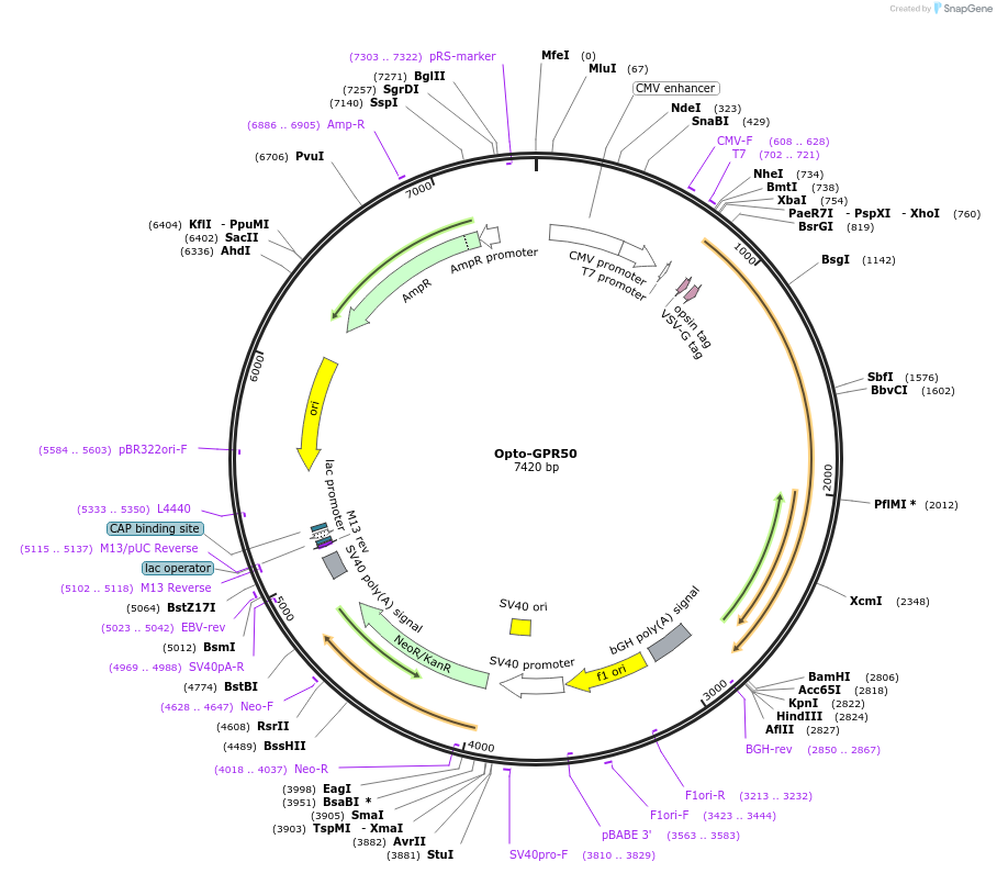 106024-plasmid-map-sequence-id-209637
