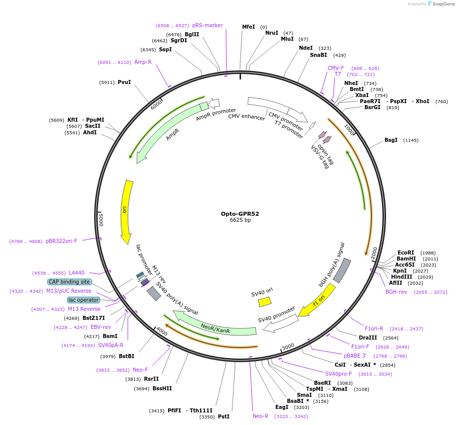 106025-plasmid-map-sequence-id-209639
