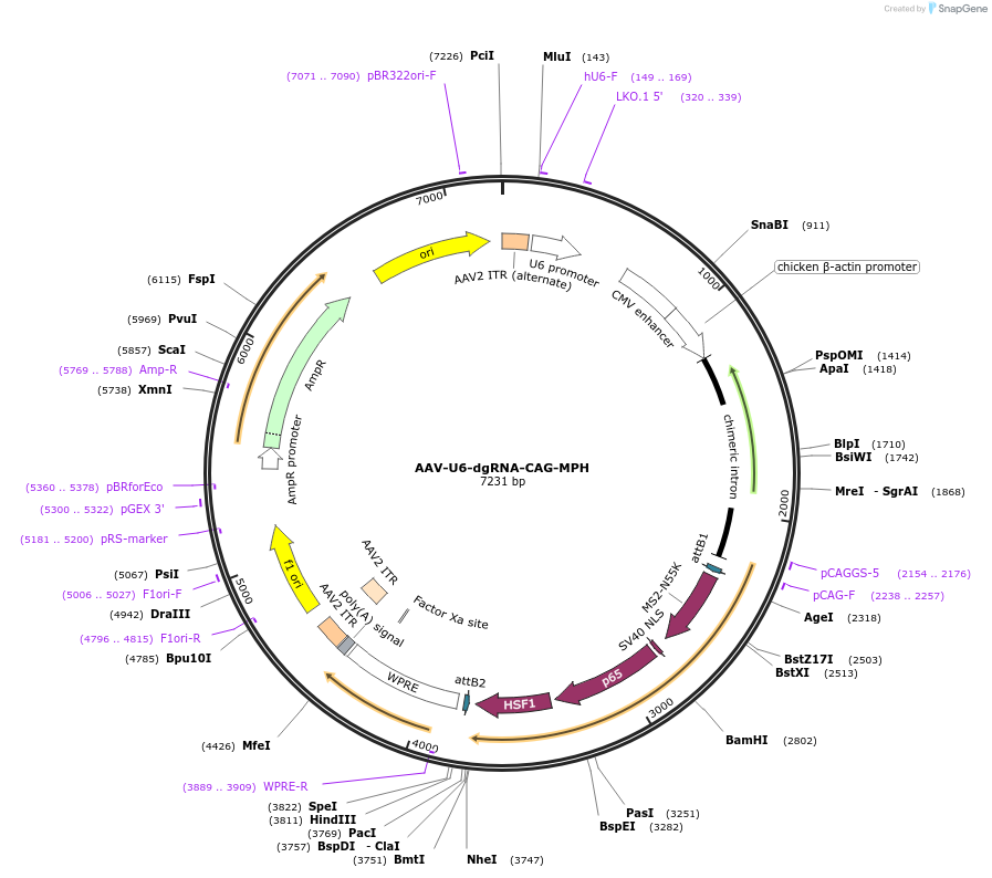 106259-plasmid-map-sequence-id-209647