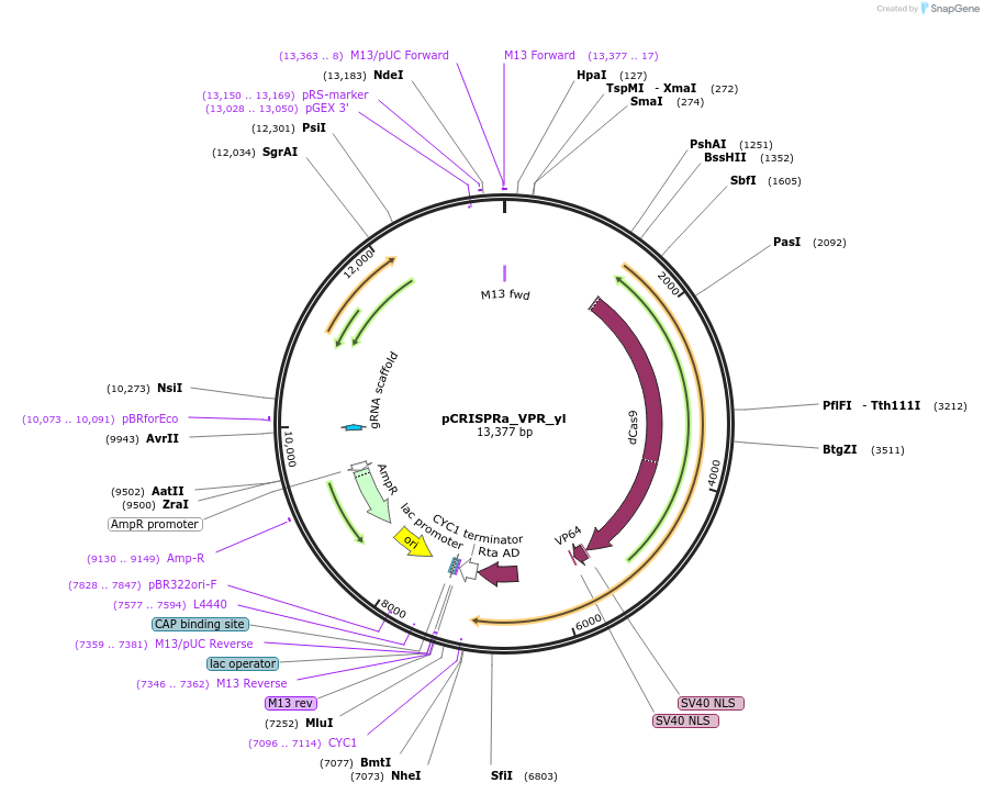 107677-plasmid-map-sequence-id-209648