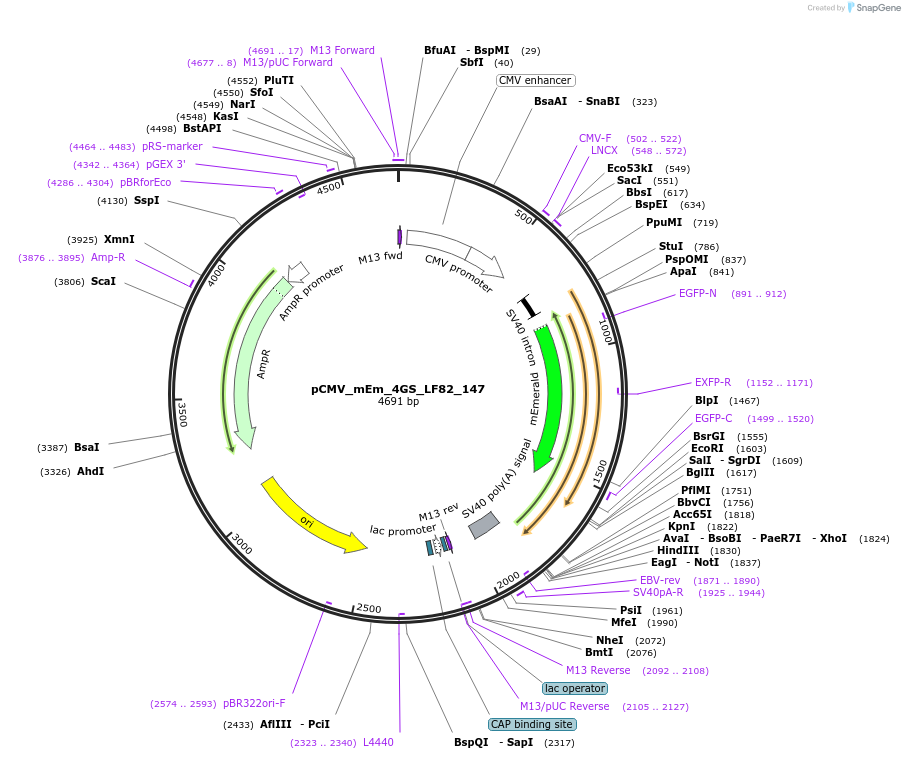 100368-plasmid-map-sequence-id-209650