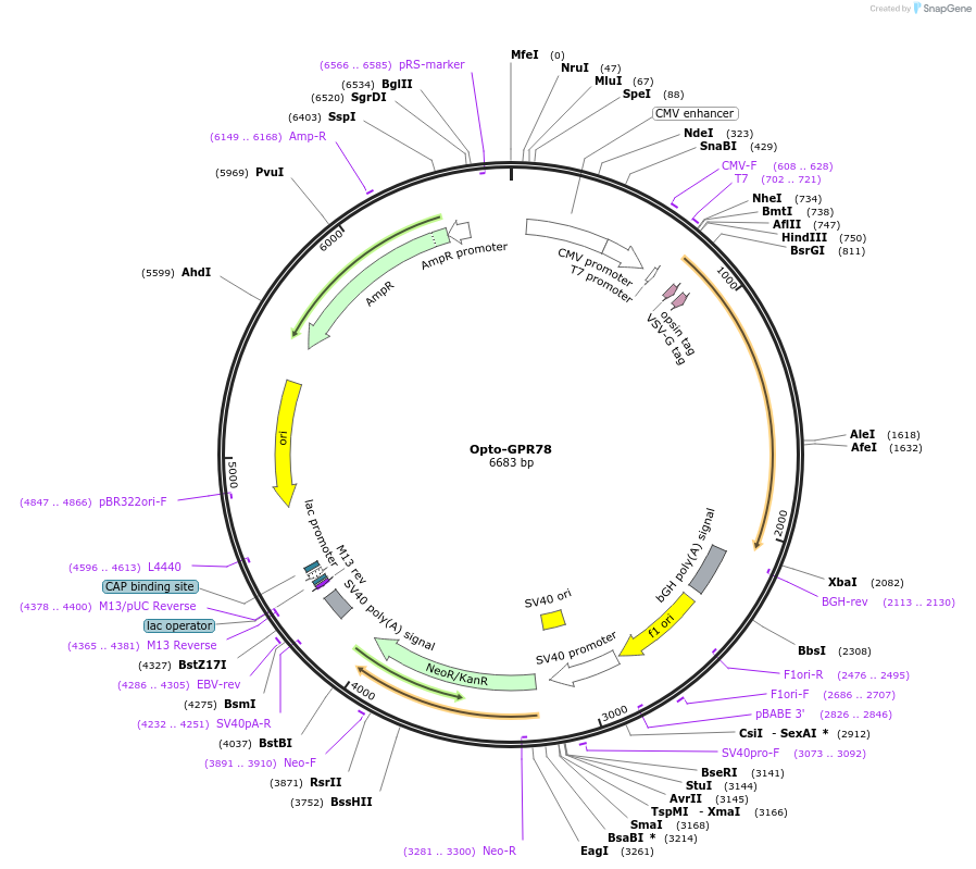 106033-plasmid-map-sequence-id-209651