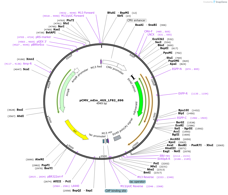 100369-plasmid-map-sequence-id-209652