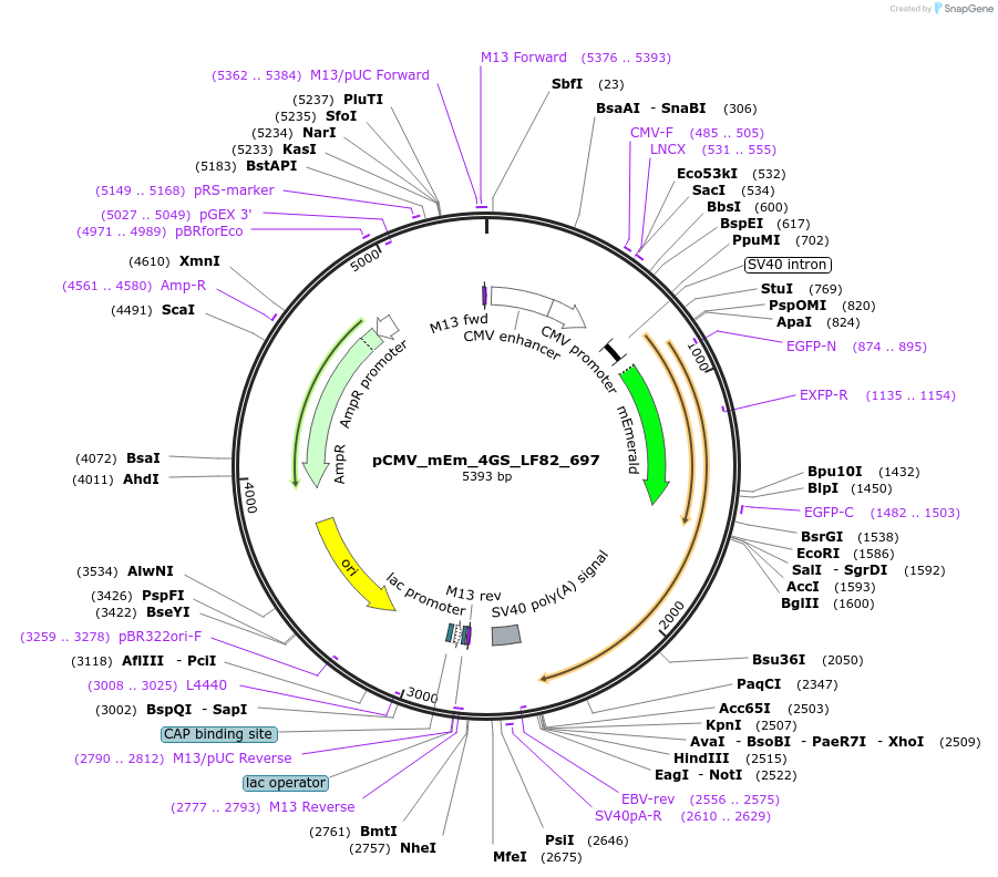 100370-plasmid-map-sequence-id-209655